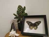 Quadro com borboleta real Cape York Birdwing