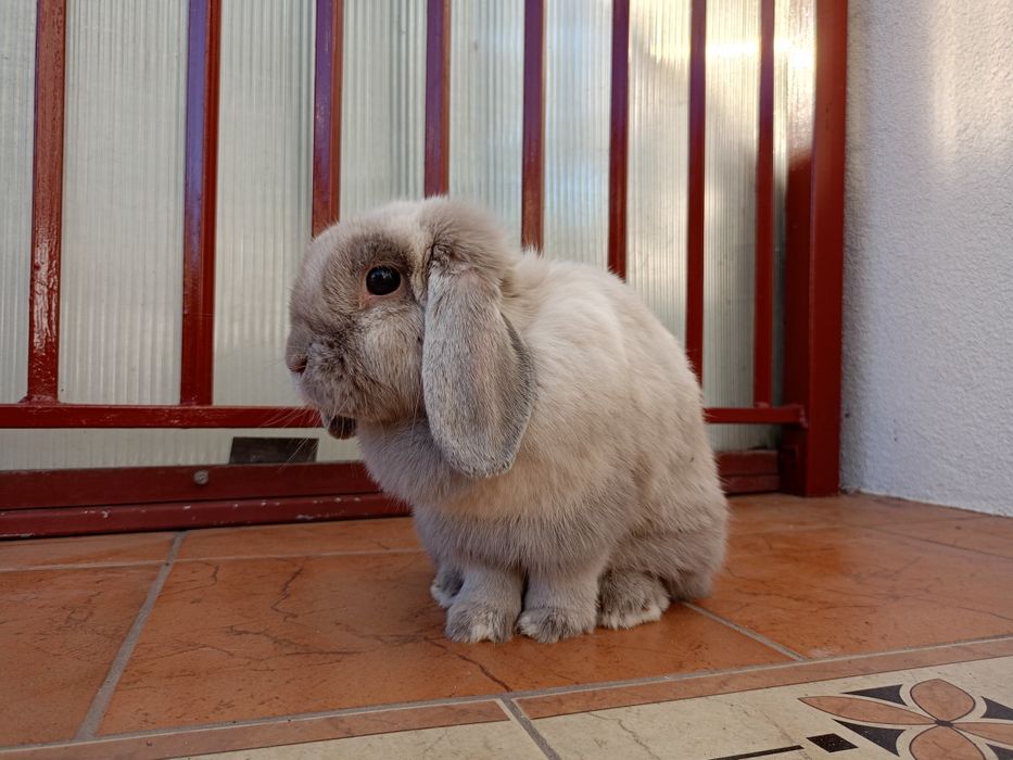 Królik mini lop minilop samica samiczka
