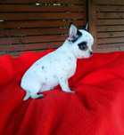 Piesek chihuahua ,gotowy do zmiany domku