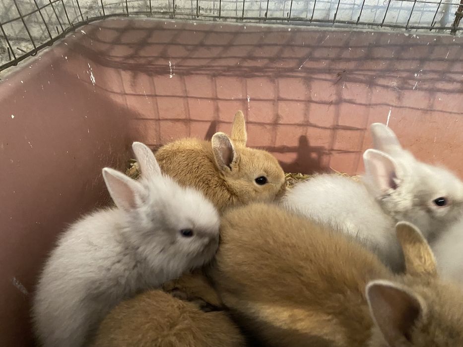 Декоративные львиноголовые кролики