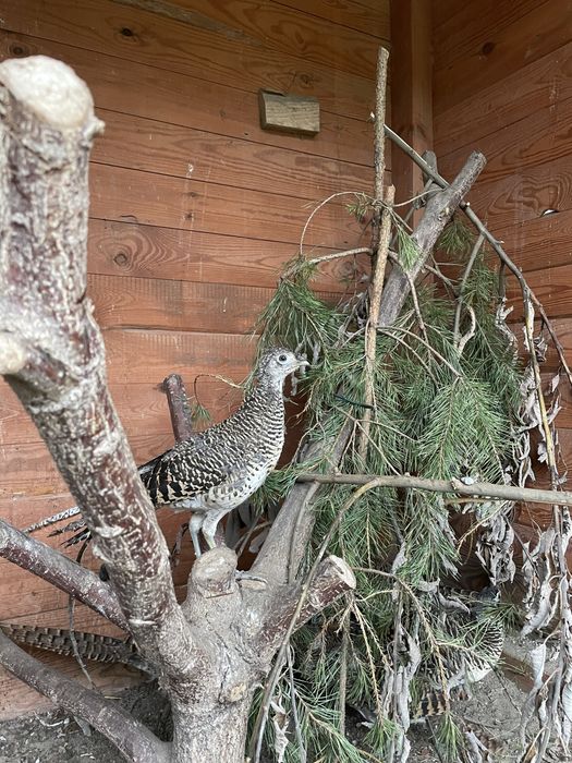 Bażanty diamentowe - młode 2025