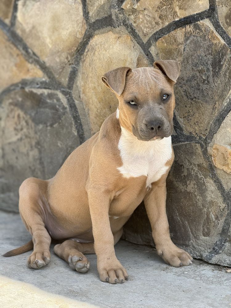 American staffordshire terrier