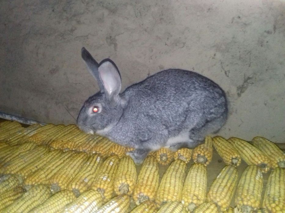 Молоді кролики готові до переїзду!!!