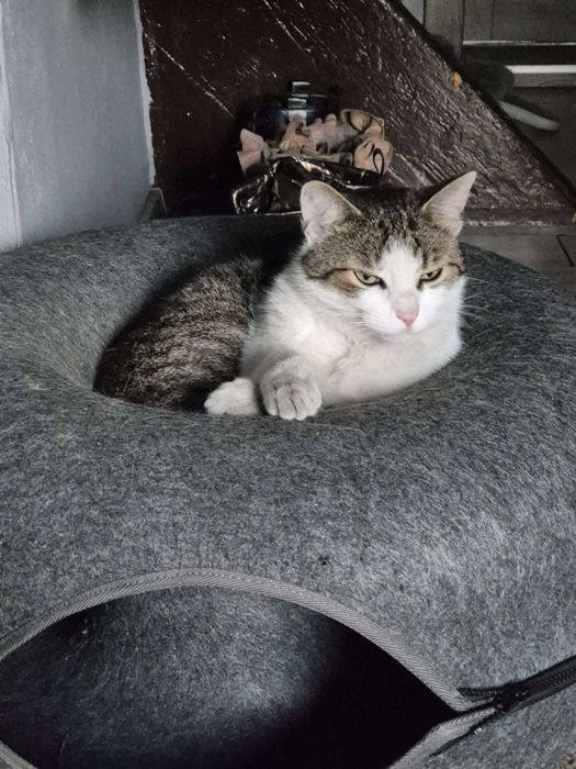 Behawiorysta zwierząt, petsitter