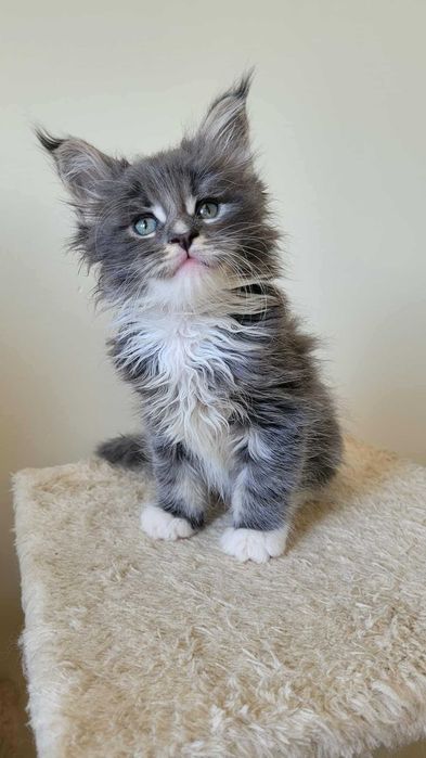 Louis niebieska z białym kotka Maine Coon FPL. Ruda Śl. ZAREZERWOWANY!