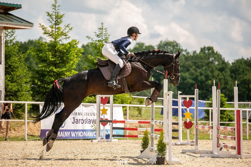 Swietny kon po Kilian 38