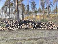 Drzewo sosnowe (drewno sosna opal)