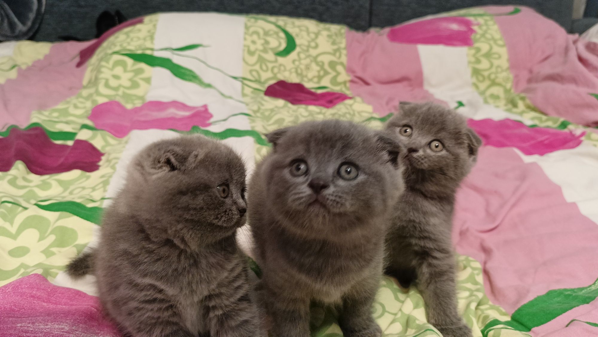 Кошенята Шотландські висловушки