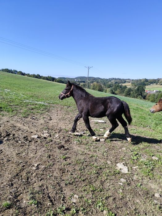 Sprzedam ogierki