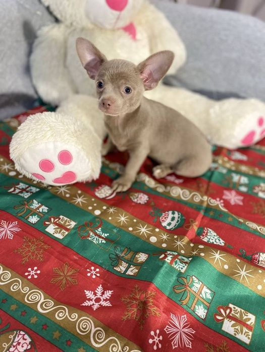 Лиловый чихуашка