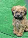 Maltipoo piesek 11tyg