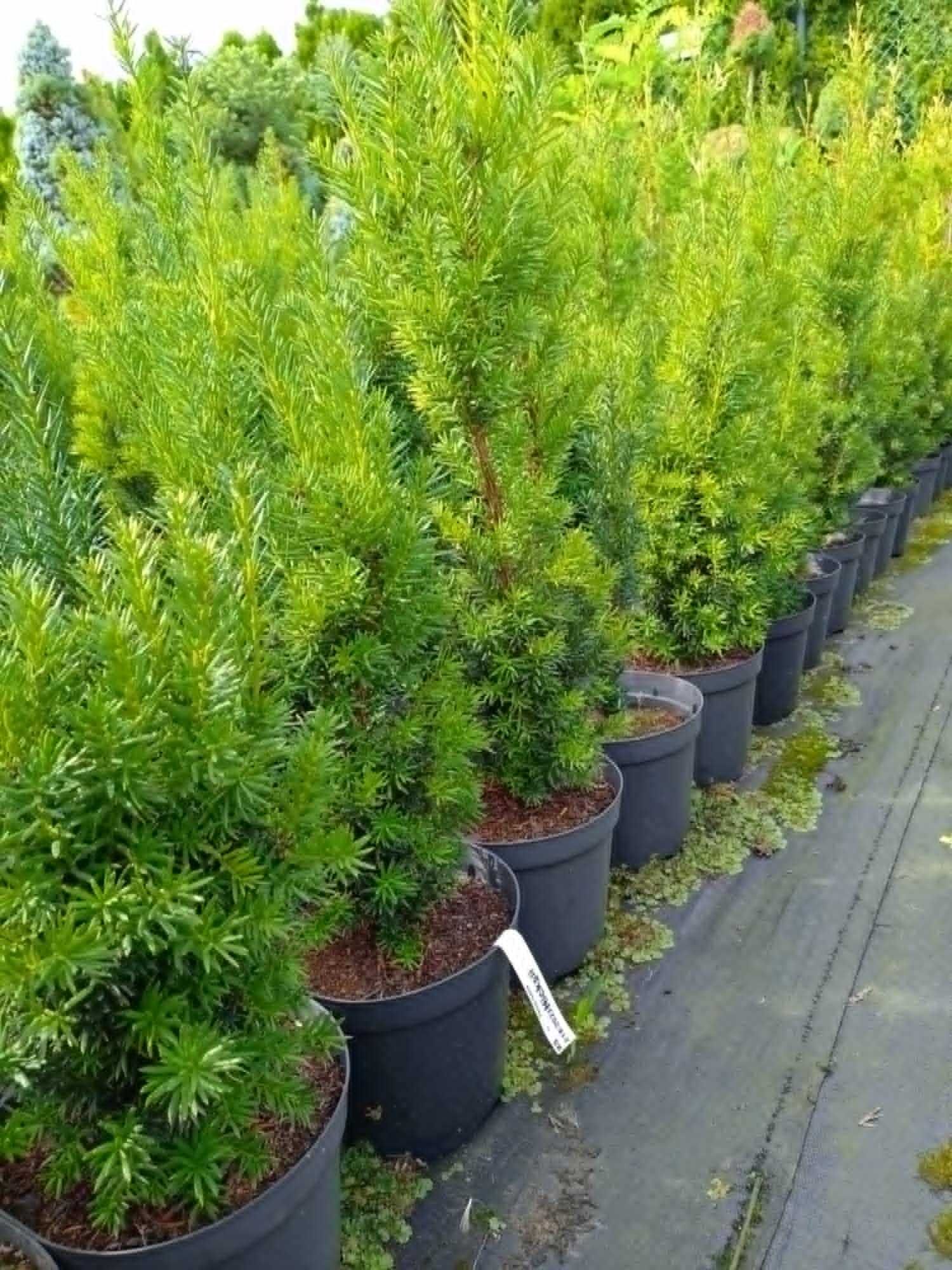cis taxus ceny producenta