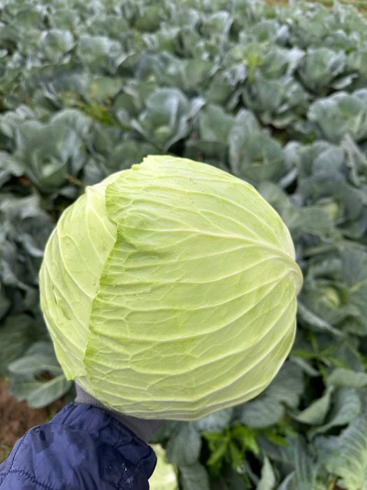 Капуста ОТГ КІНГ