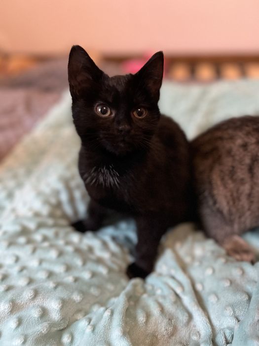 Małe kotki do adocji