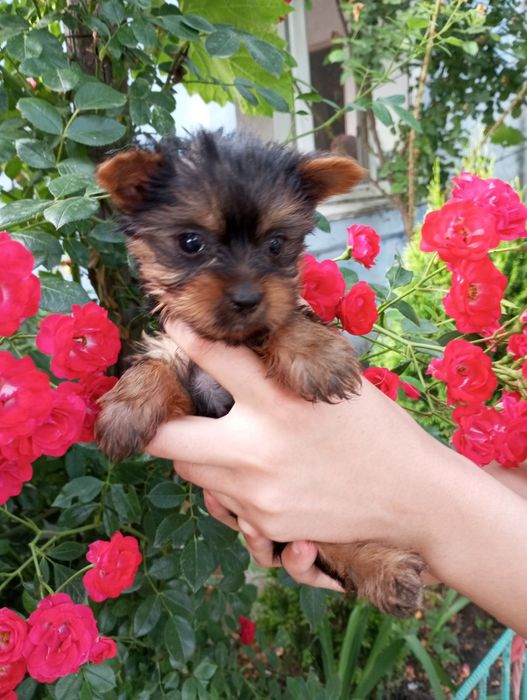 Йоркширский терьер щенки