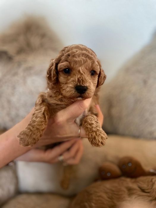 Pudel Miniatura Suczka