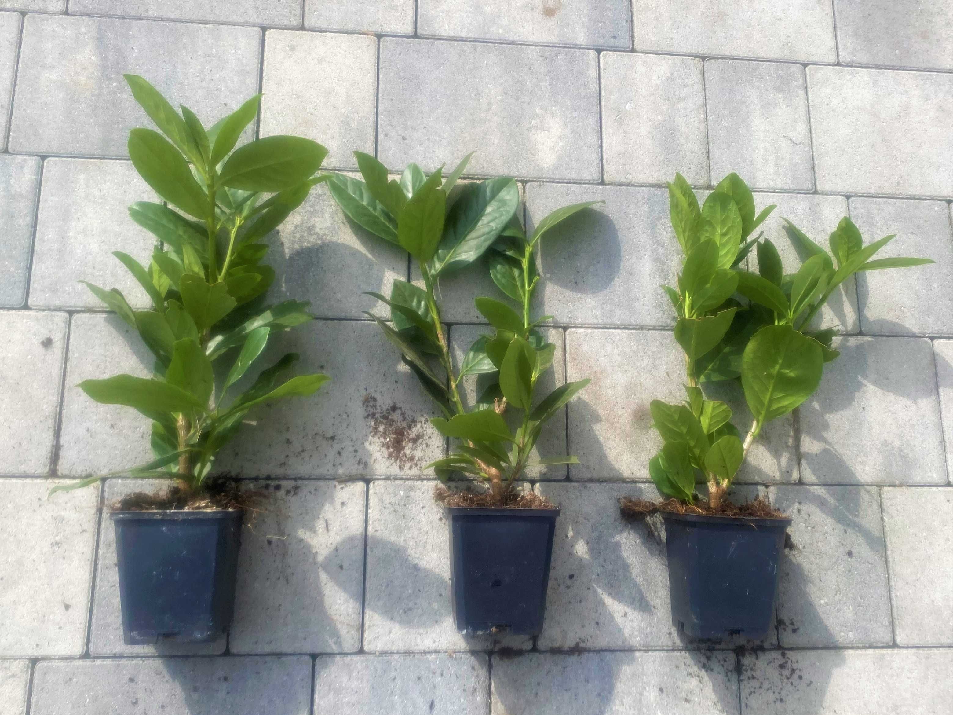 Laurowiśnia wschodnia! 80,100,200 cm! Novita! Caucasica! Rotundifolia!