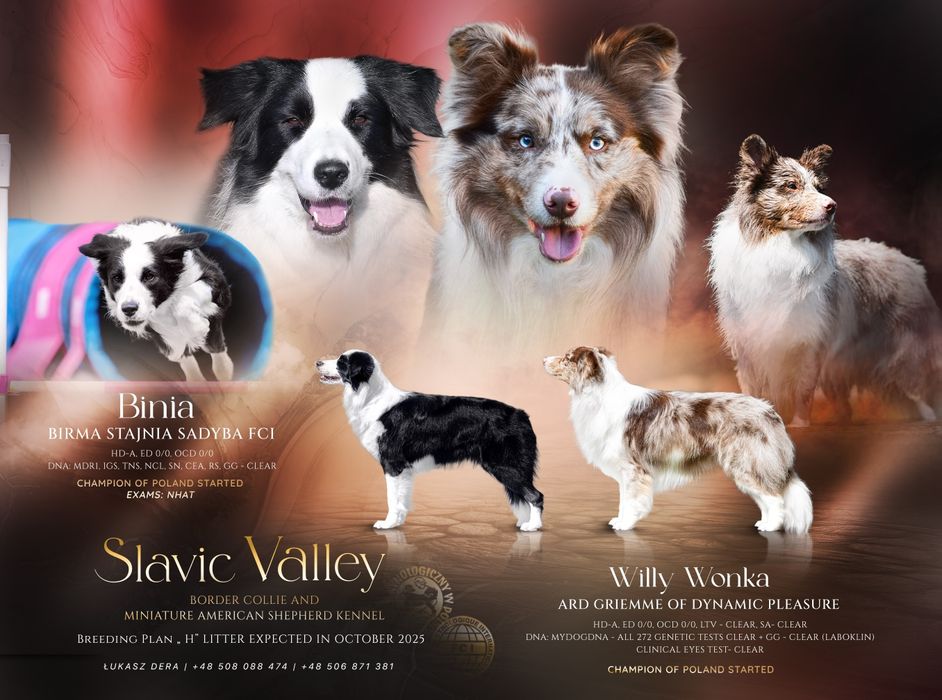 Border Collie ZKwP/FCI - piesek czarno- biały