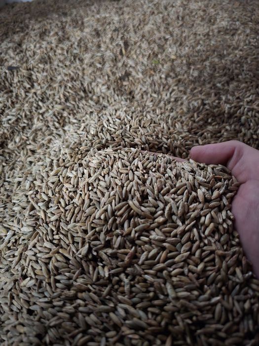 Żyto populacyjne typu Danko Rubin