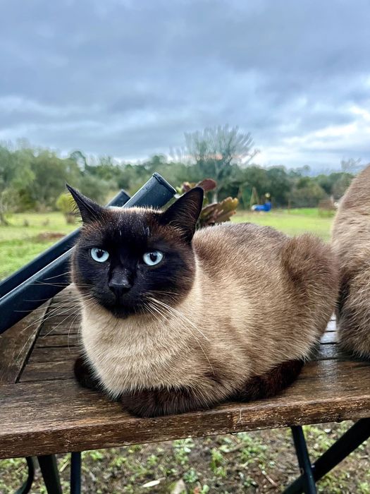 Urgente! Gatinhos lindos à procura de um lar acolhedor e carinhoso
