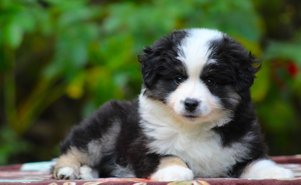 Miniaturowy owczarek amerykański mini aussie MAS