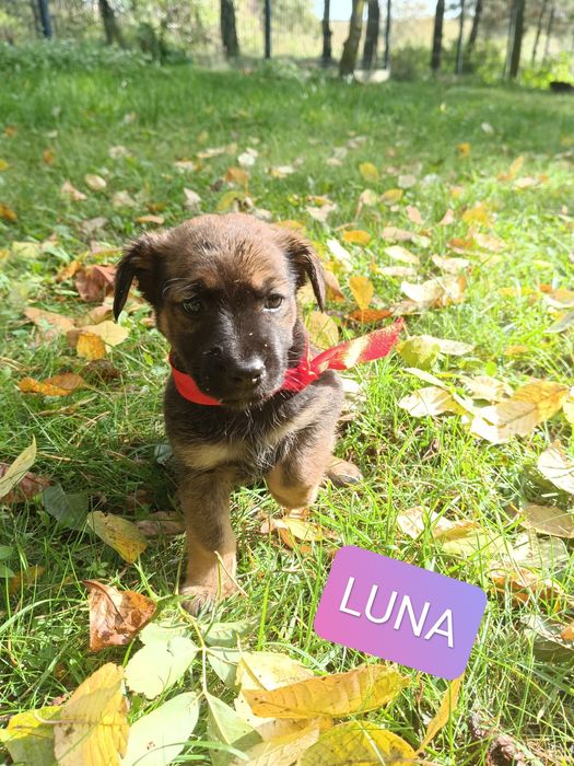 Śliczne szczeniaczki