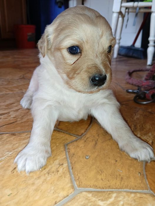 Szczeniak w typie labradora