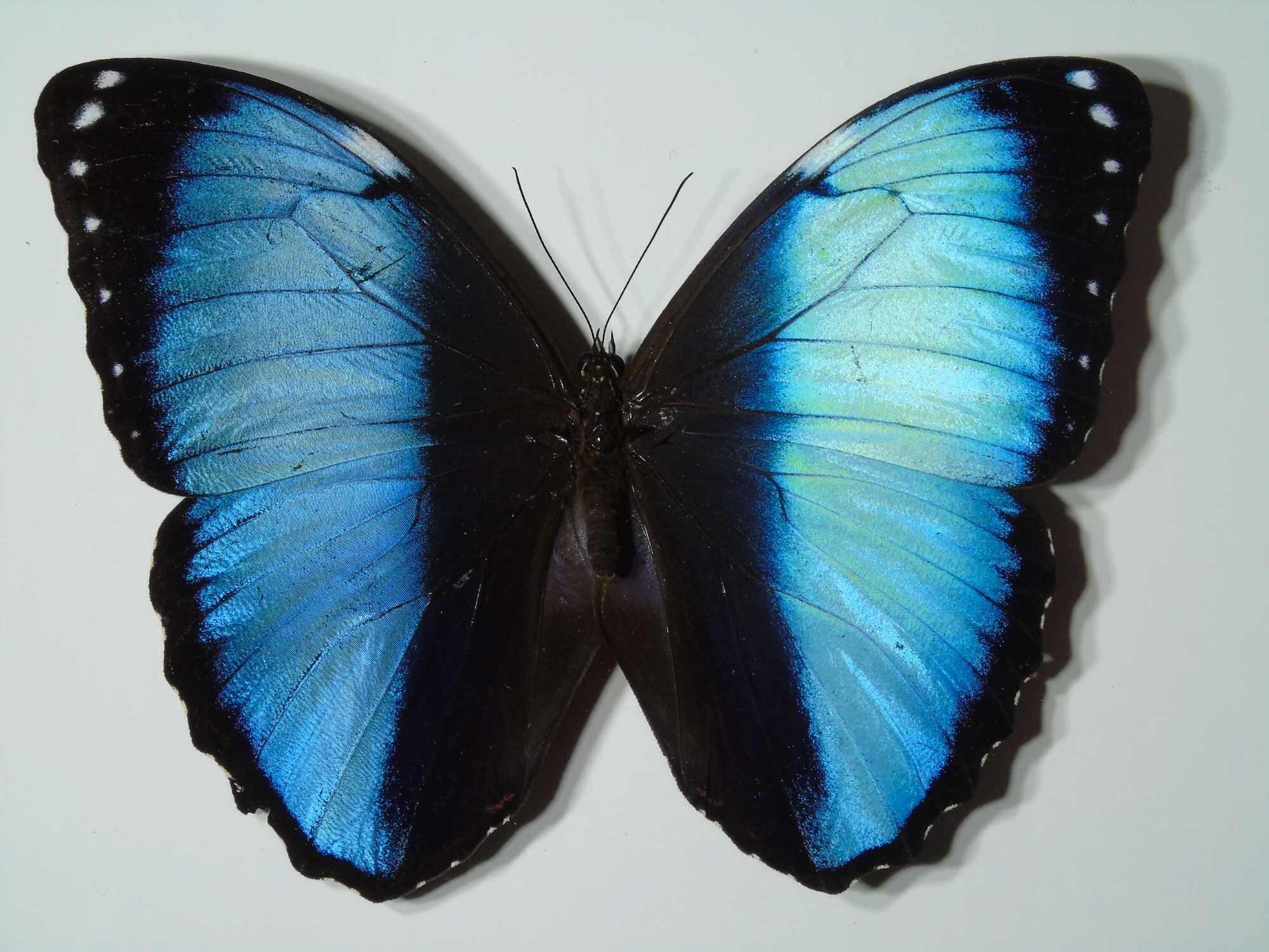 Motyl w ramce / gablotce 17 x 22 cm . Morpho achilles / helenor 125 mm
