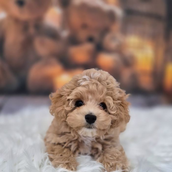 мальтіпу f1 елітна дівчинка  в карамельному окрасі