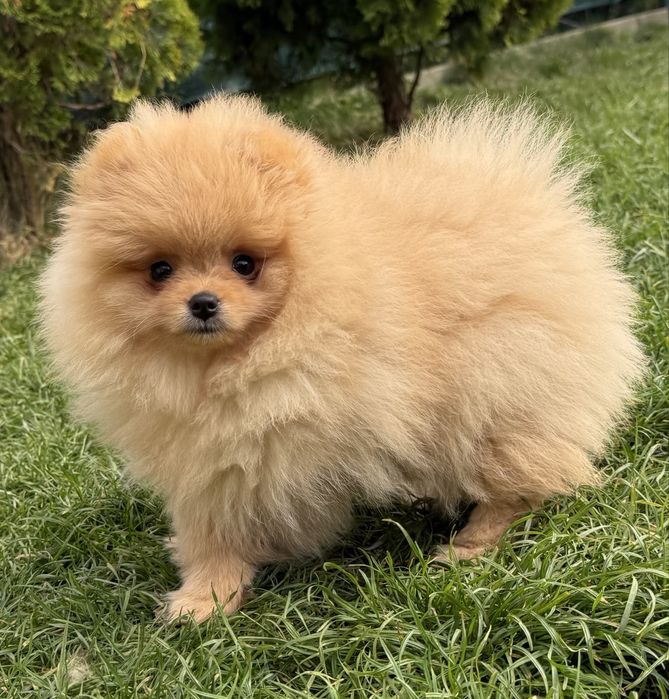 Szpic miniaturowy pomeranian suczka
