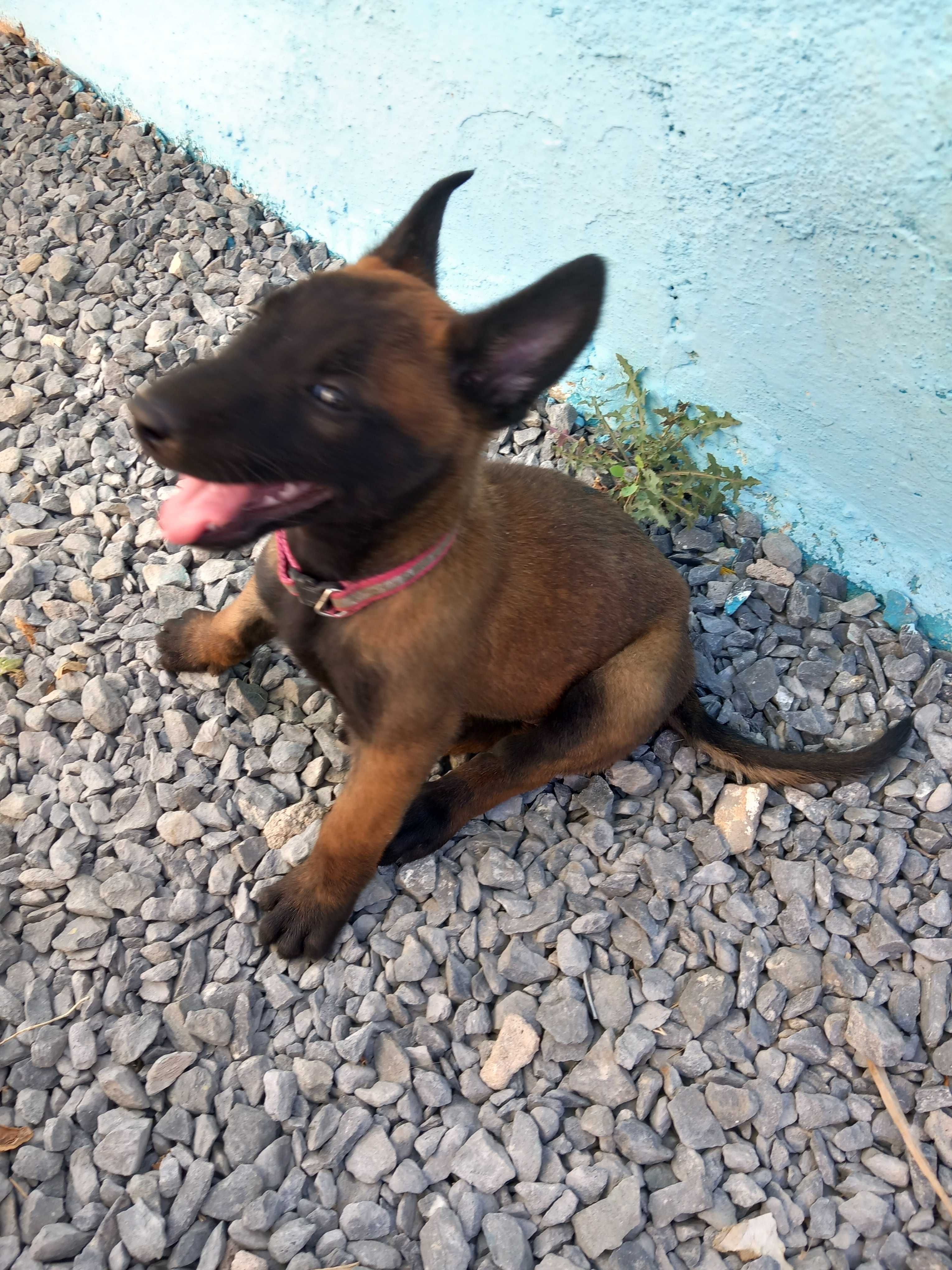 Pastor Belga Malinois fêmea