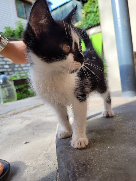 Котята в добрые руки бесплатно