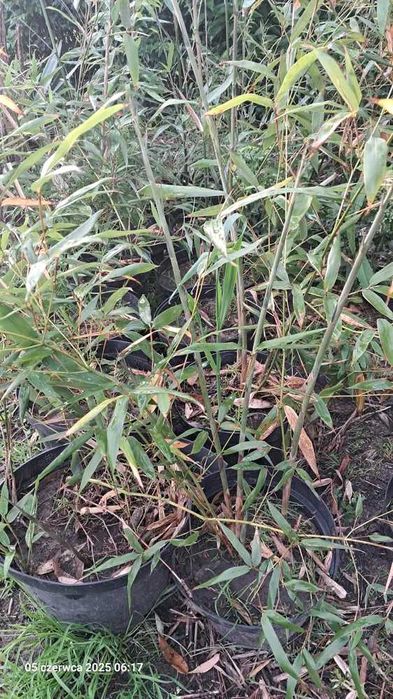 BAMBUS zimozielony 150cm sadzonka w doniczce mrozoodporny szybkorosnąc