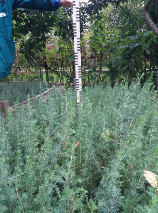 Семена и сеянцы кедра ливанскогоCedrus Libani. Насіння кедр ліванський