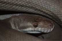 Wąż, nadrzewny Axanthic patternless