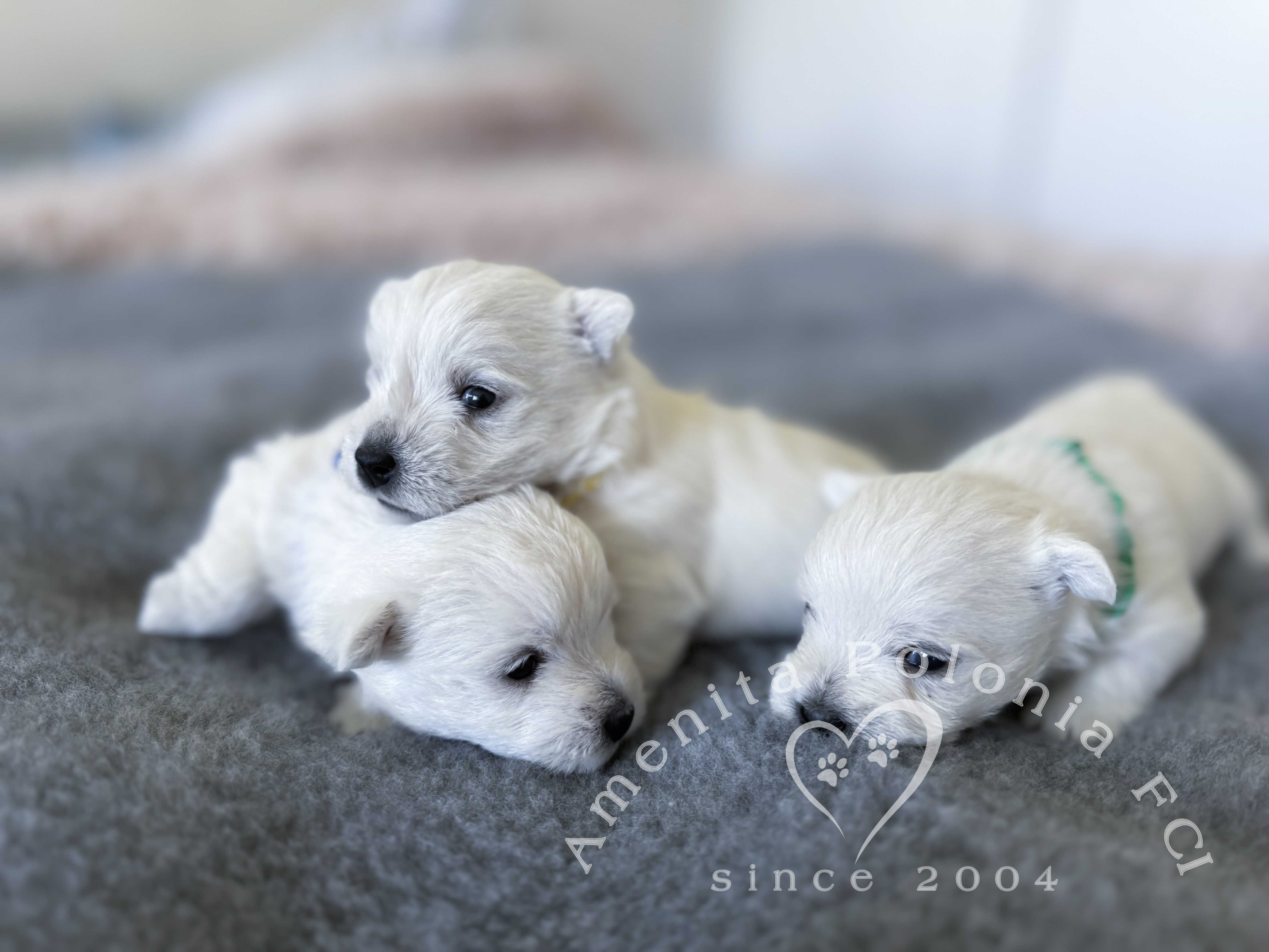 West highland white terrier szczeniak FCI chłopiec