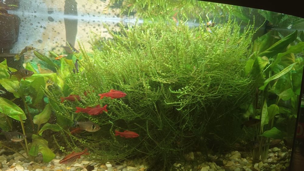Mech roślinki do akwarium