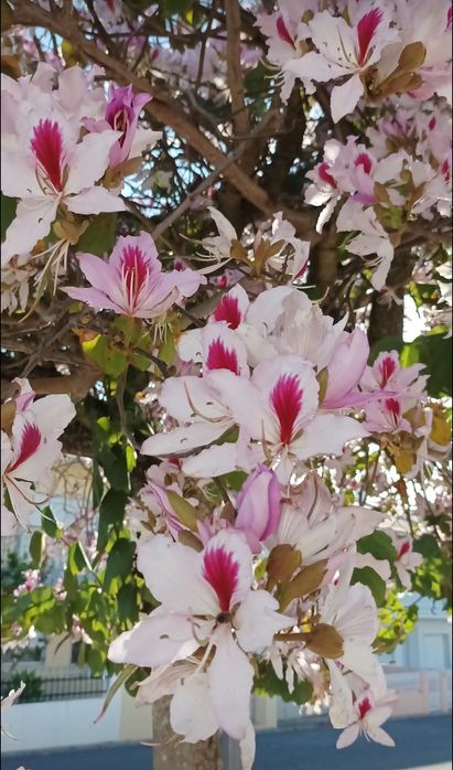 Bauhinia - árvore orquídea
