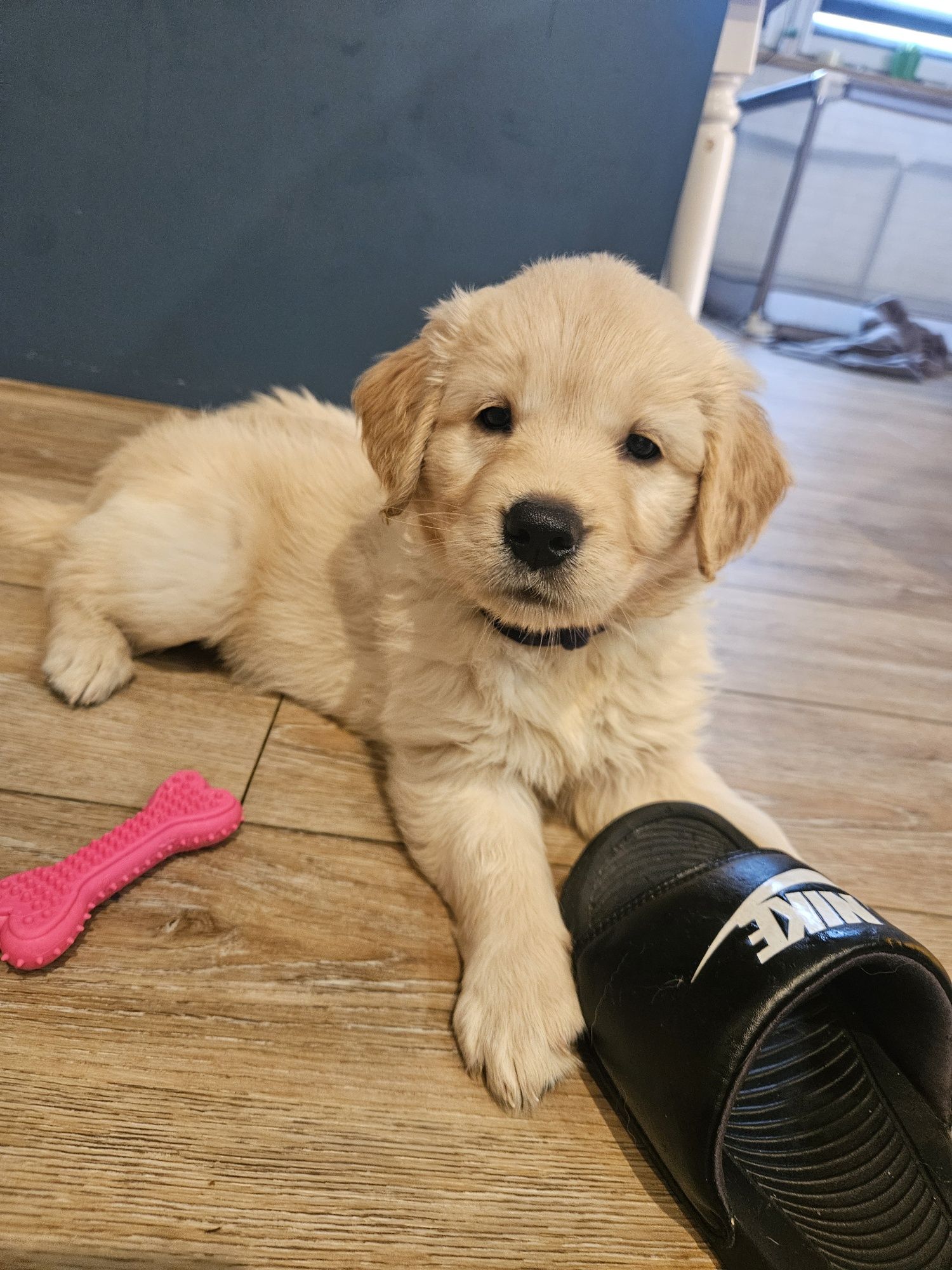 Golden retriever