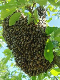 Pszczoły, roj pszczol
