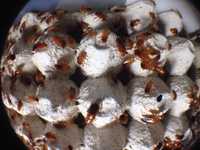 Туркменский таракан Кормовые насекомые Корм для стрижей