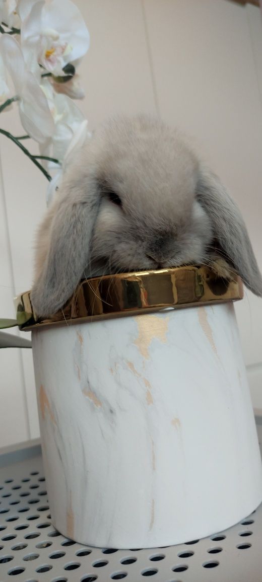 Mini Lop królik gotowe do odbioru