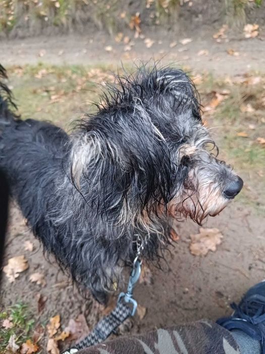 Mila sunia w typie sznaucerki