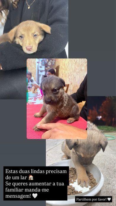 Animais para adoção