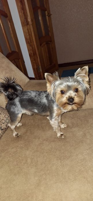 В'язка  йоркшиського тер'єра