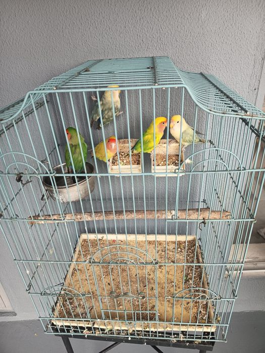 Vendo agapórnis de várias cores.