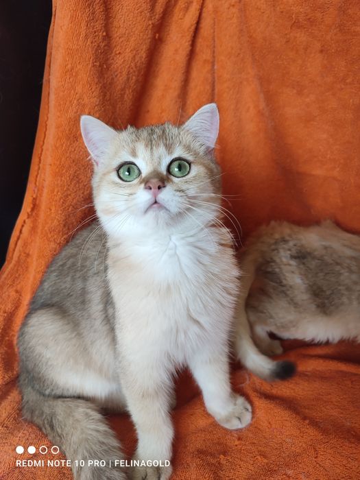 Британський золотий котик