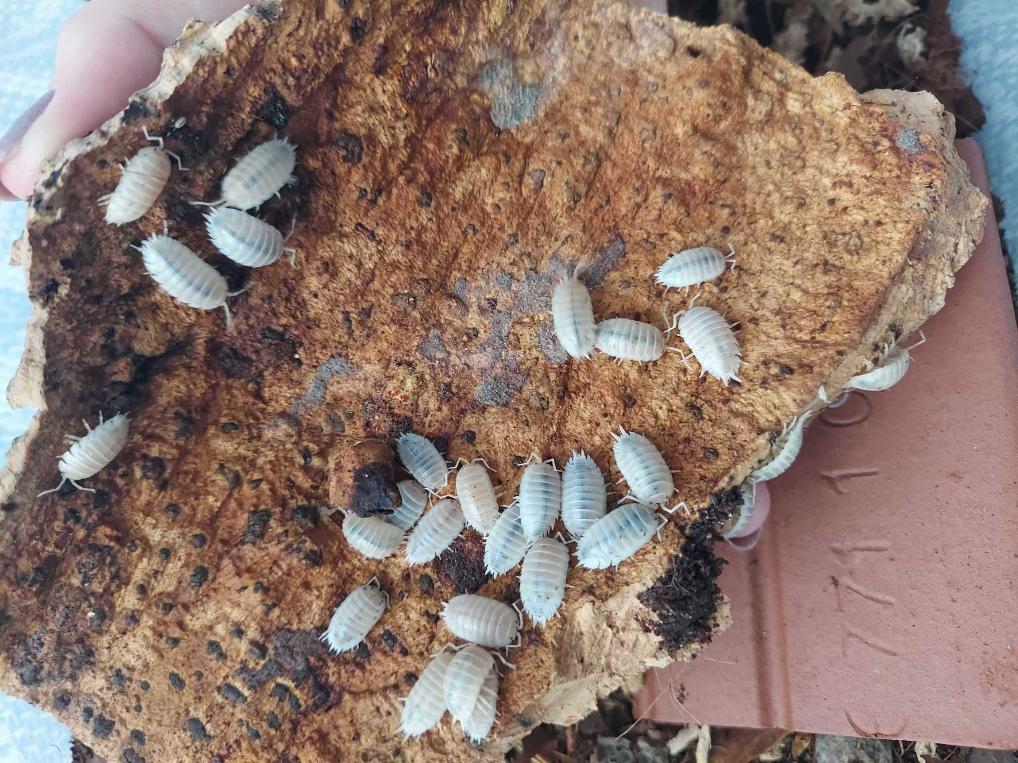 Porcellio laevis - dairy cow, black, white, milkback, orange