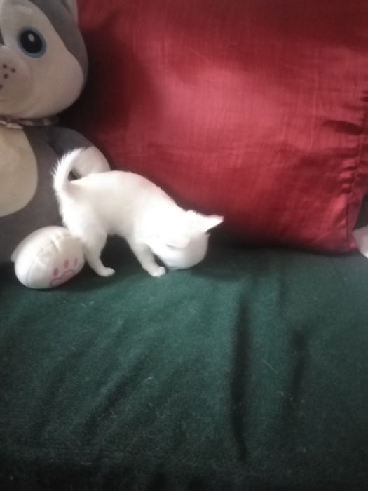 Продам щенка девочку чихуахуа