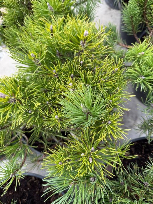 Горні сосни мугус та пуміліо малі 400 крупні 700